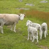 Muscoot Farm photo