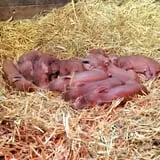 Muscoot Farm photo