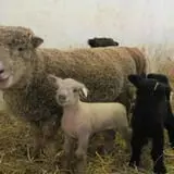 Muscoot Farm photo