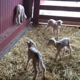 Muscoot Farm photo