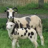Muscoot Farm photo