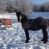 Muscoot Farm photo
