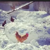 Muscoot Farm photo