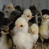 Muscoot Farm photo