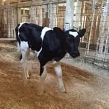 Muscoot Farm photo