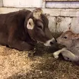Muscoot Farm photo