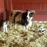 Muscoot Farm photo
