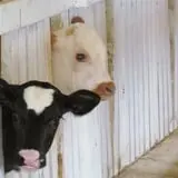 Muscoot Farm photo