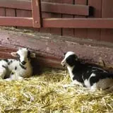 Muscoot Farm photo