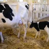 Muscoot Farm photo