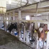 Muscoot Farm photo