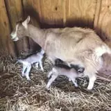 Muscoot Farm photo