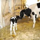 Muscoot Farm photo