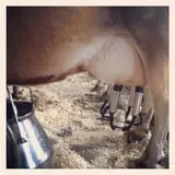 Muscoot Farm photo