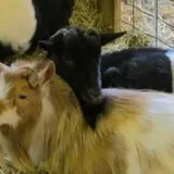 Muscoot Farm photo