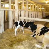 Muscoot Farm photo