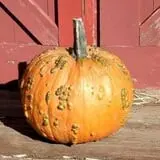 Muscoot Farm photo