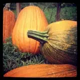 Muscoot Farm photo