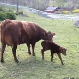 Muscoot Farm photo