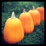 Muscoot Farm photo