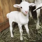 Smith Hollow Farm photo