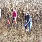 Kyker Farms Corn Maze photo
