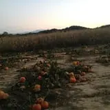 Kyker Farms Corn Maze photo