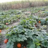 Kyker Farms Corn Maze photo