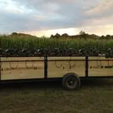 Kyker Farms Corn Maze photo