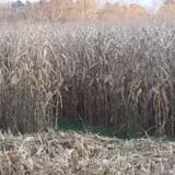 Kyker Farms Corn Maze photo
