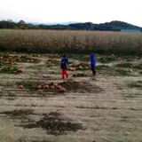 Kyker Farms Corn Maze photo