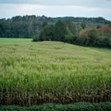 Kyker Farms Corn Maze photo