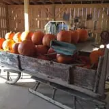 Kyker Farms Corn Maze photo