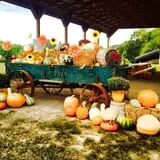 Kyker Farms Corn Maze photo