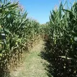Kyker Farms Corn Maze photo