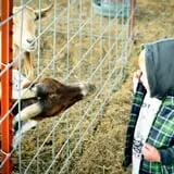 Kyker Farms Corn Maze photo