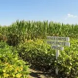 Kyker Farms Corn Maze photo