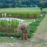 Kyker Farms Corn Maze photo