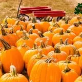 MEF Pumpkin Patch photo