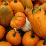 Fall City Farms photo