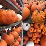 Fall City Farms photo