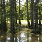 Face the Fear - Gator Guardhouse photo
