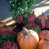 Schweizer Orchards photo