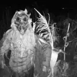 Andelin Family Farm - Corn Creepers Haunted Attraction & Zombie Paintball photo