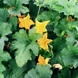 Sprague's Pumpkin Patch photo