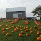 Sprague's Pumpkin Patch photo