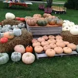 Sprague's Pumpkin Patch photo