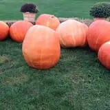Sprague's Pumpkin Patch photo