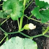 Sprague's Pumpkin Patch photo