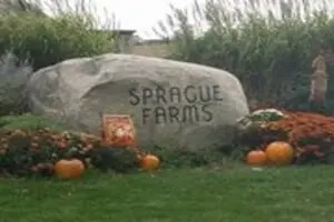 Sprague's Pumpkin Patch